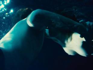 alexandra maria lara topless underwater swim in rush 7911 4
