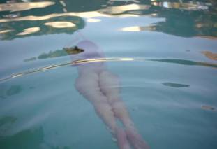 camilla luddington nude for a swim on californication 4270 1